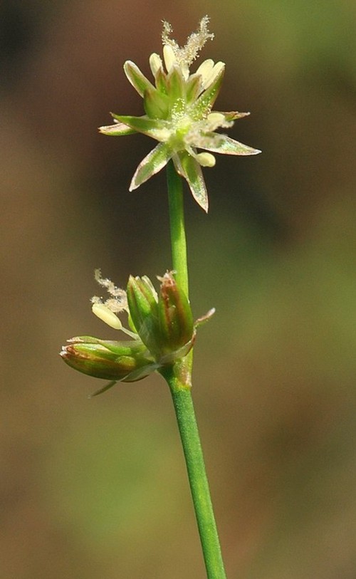 inflorescence