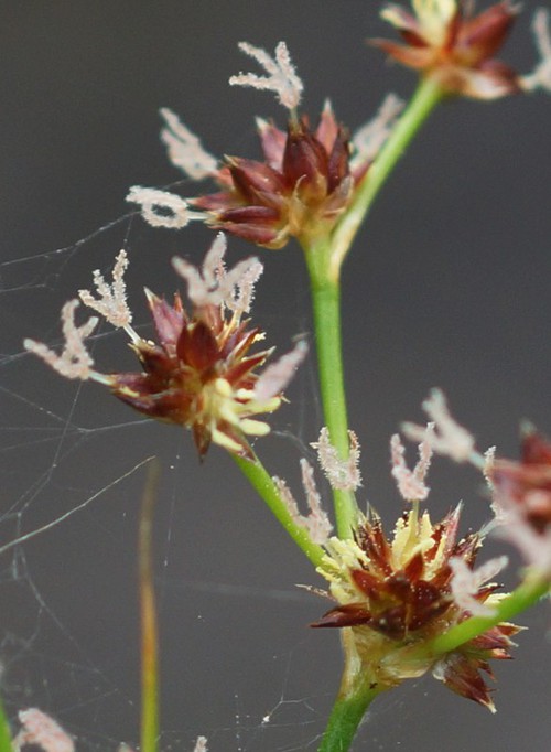 détail fleur