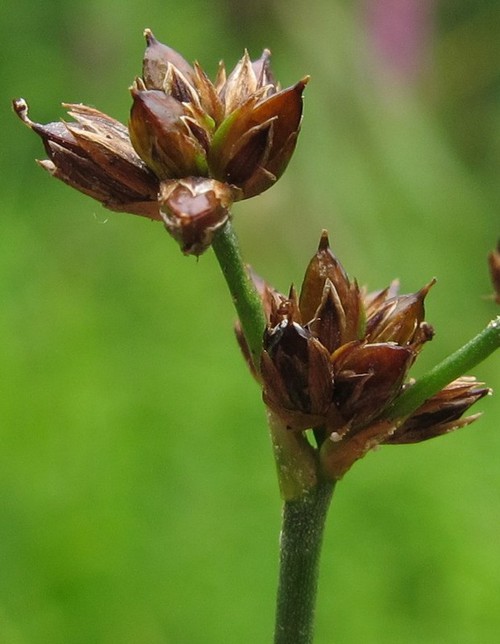 détail fruit