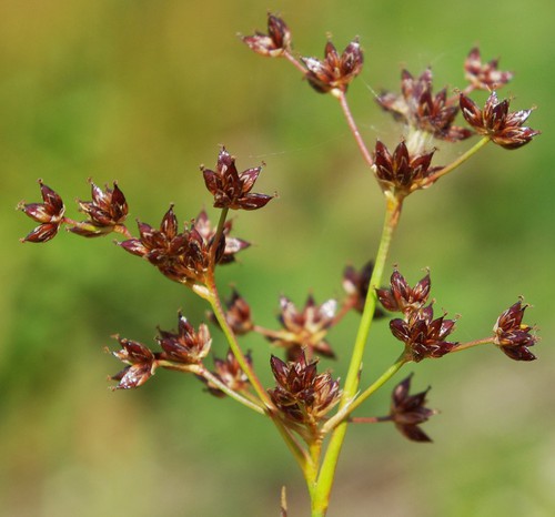 fruit
