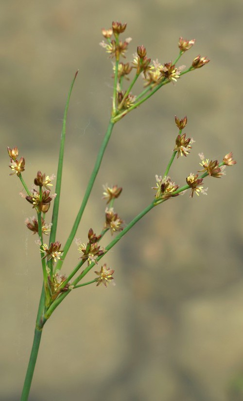 inflorescence