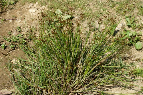 Plante entière