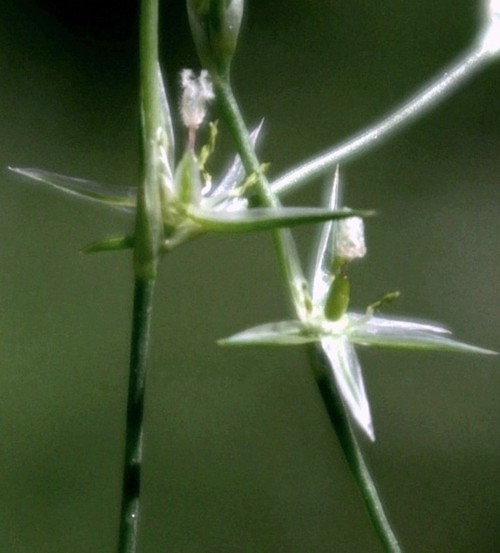 détail fleur