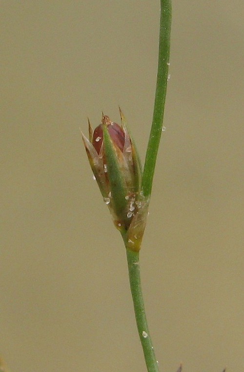détail fruit