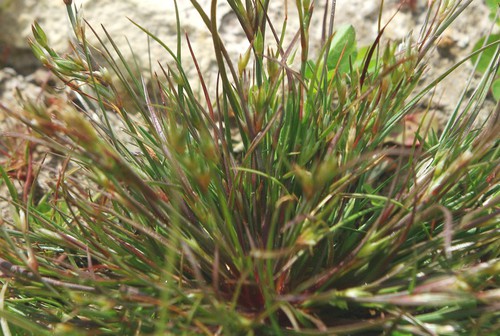 Plante entière