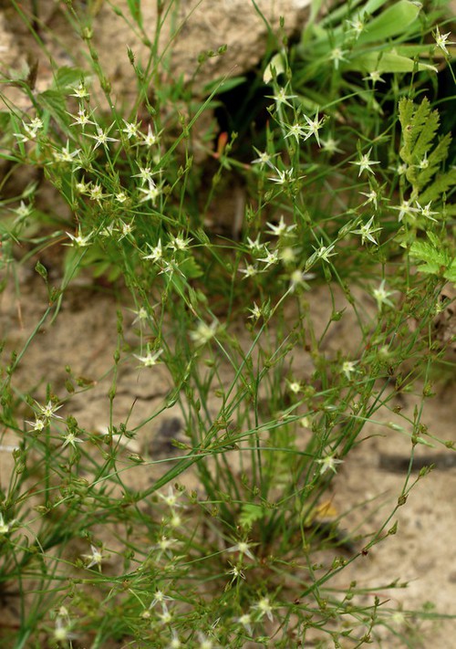 inflorescence