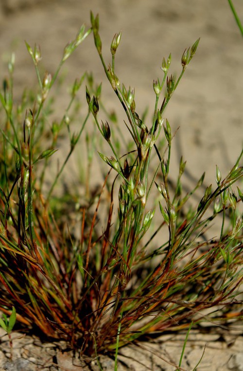 Plante entière