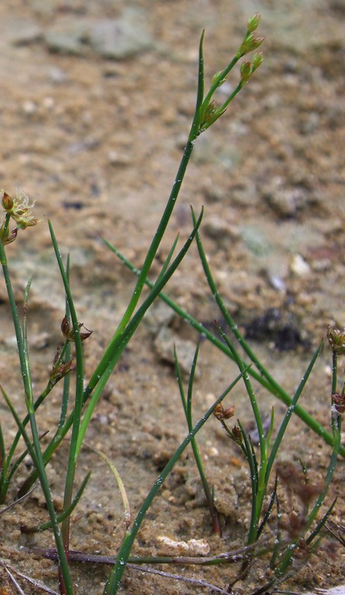 feuille