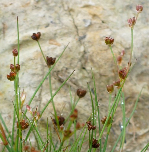 fruit