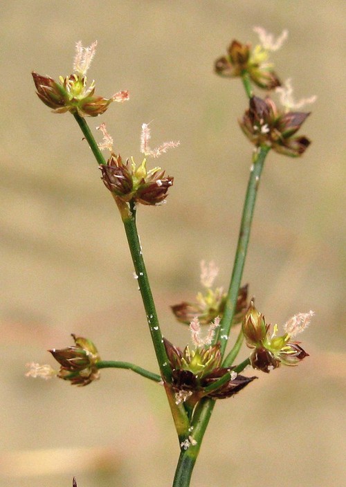 inflorescence