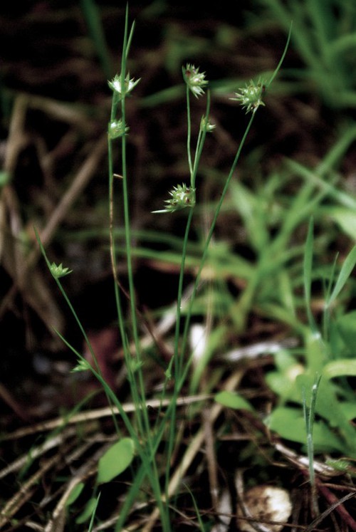 Plante entière