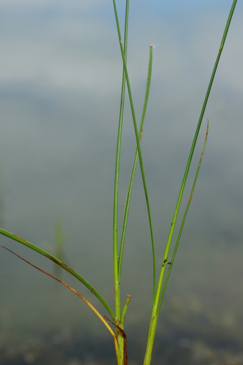 feuille