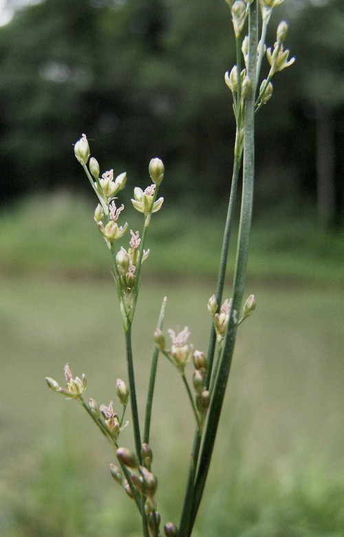 inflorescence