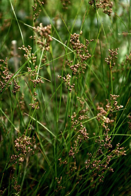 Plante entière