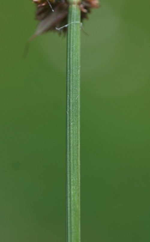 détail tige