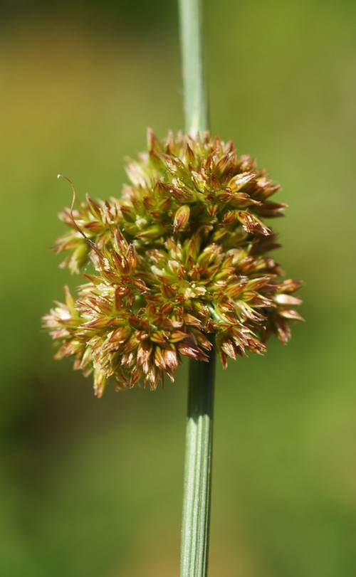 inflorescence