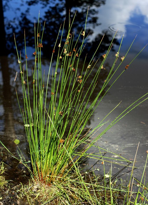 Plante entière