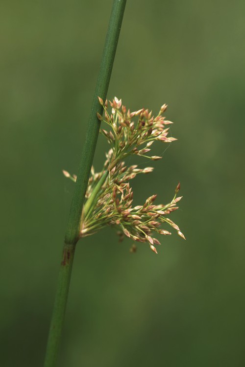 inflorescence