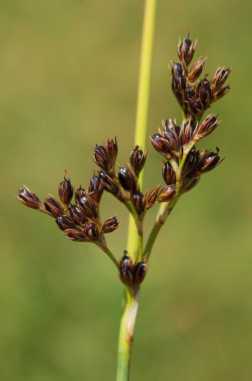 fruit