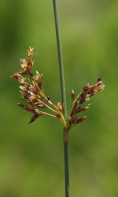 inflorescence