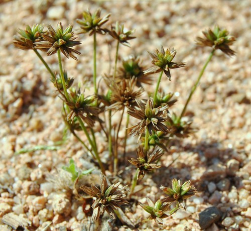 Plante entière