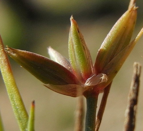 détail fleur