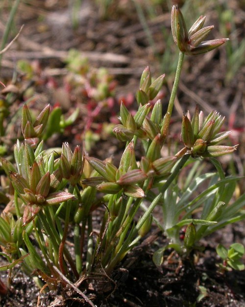 inflorescence