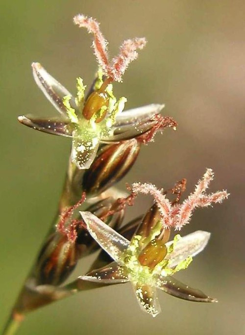 détail fleur