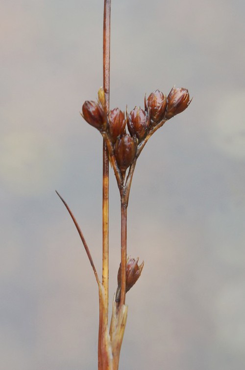 fruit