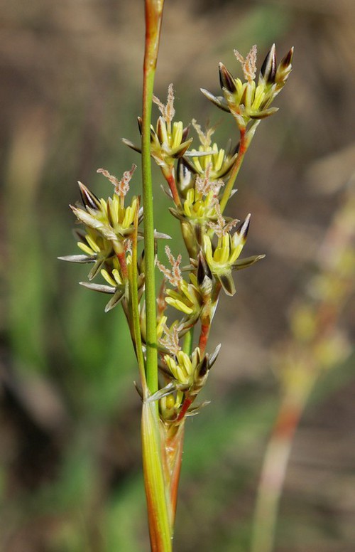 inflorescence
