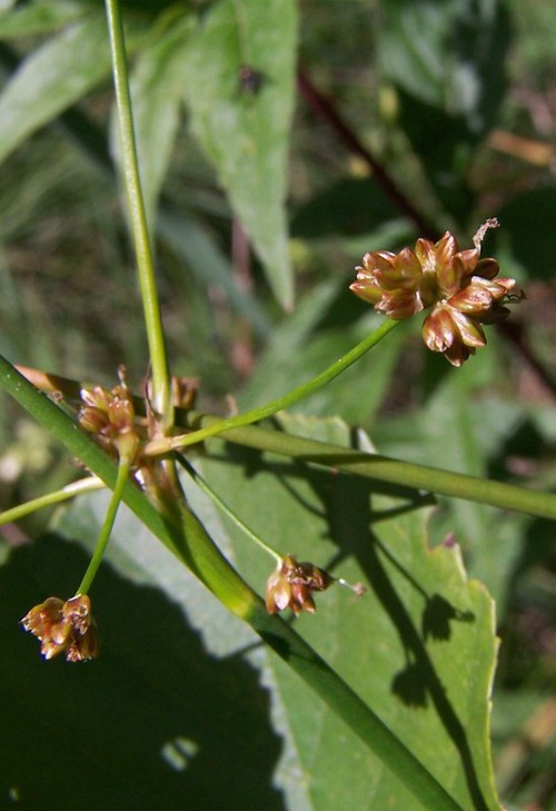 fruit