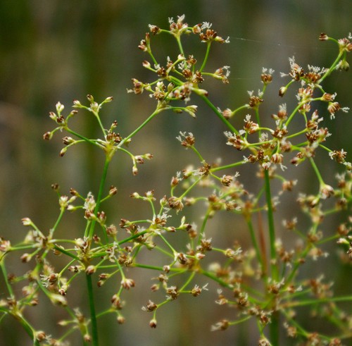inflorescence