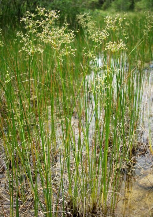 Plante entière