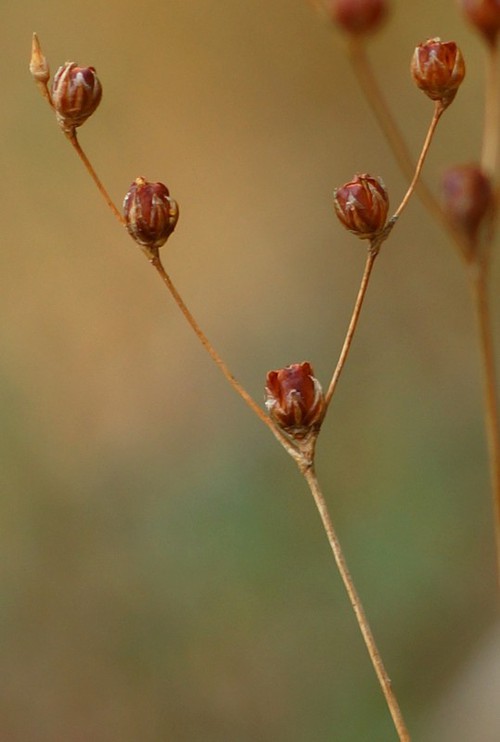 détail fruit