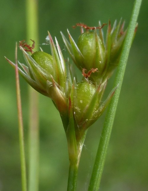 détail fruit
