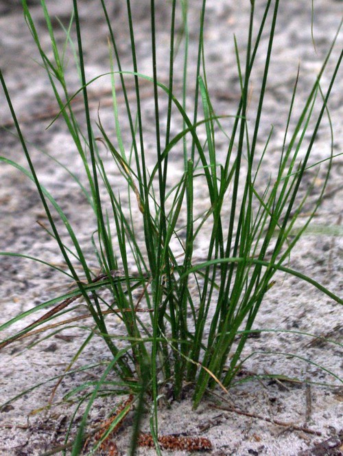 feuille