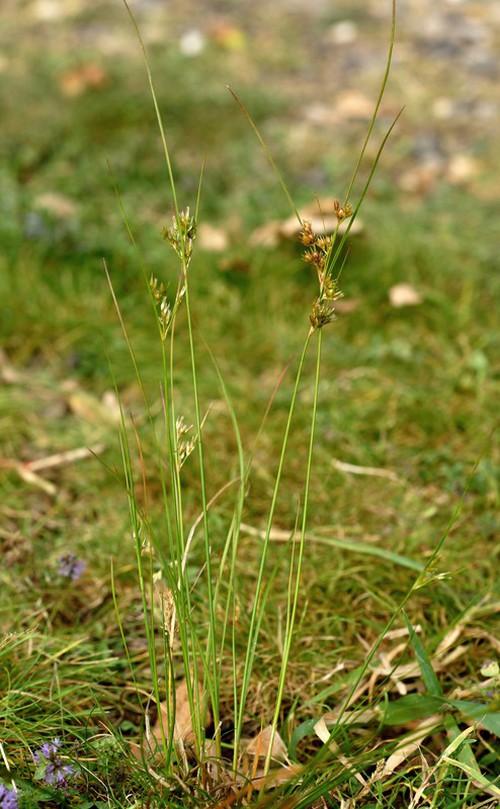 Plante entière