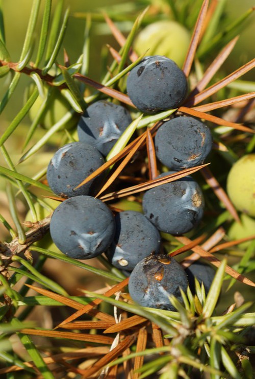 fruit