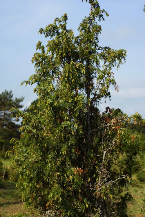 Plante entière