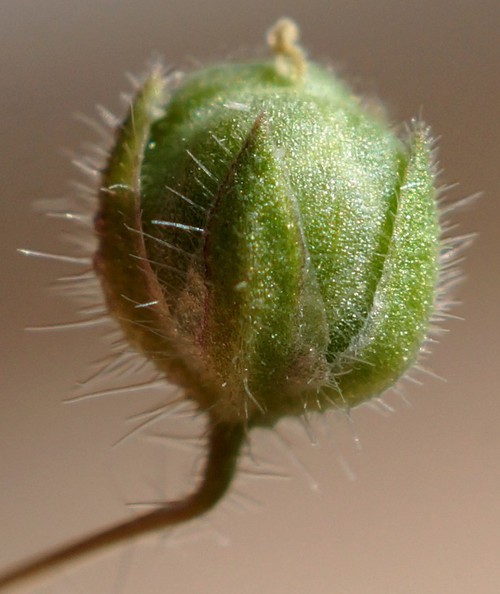 fruit