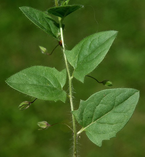 feuille