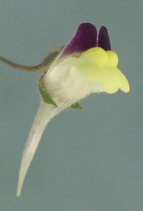 fleur