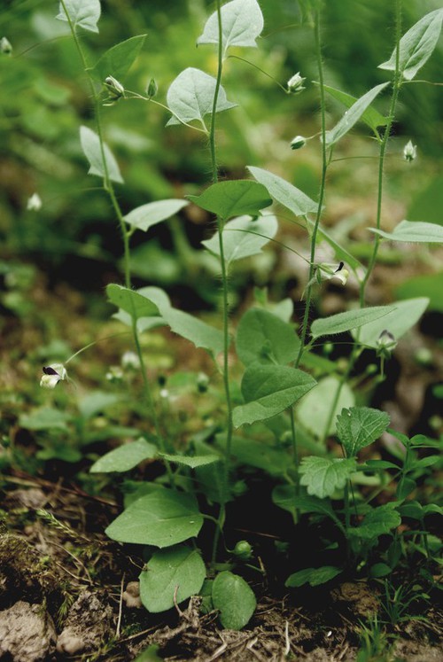 Plante entière