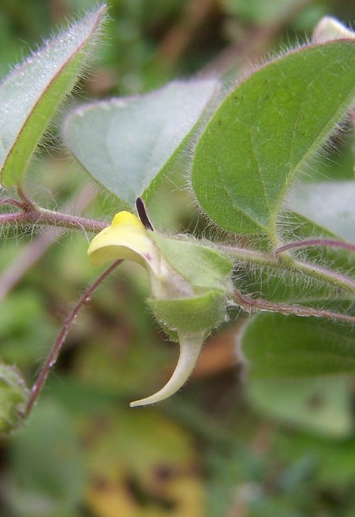 fleur