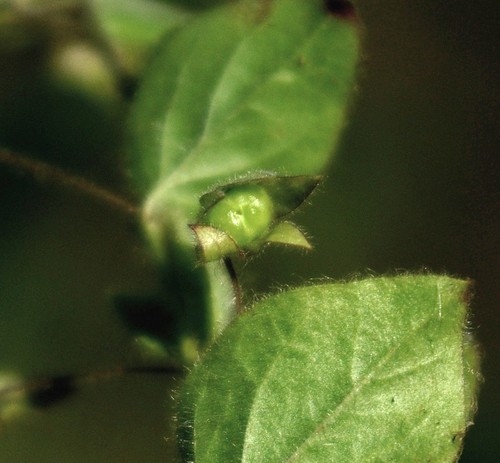 fruit