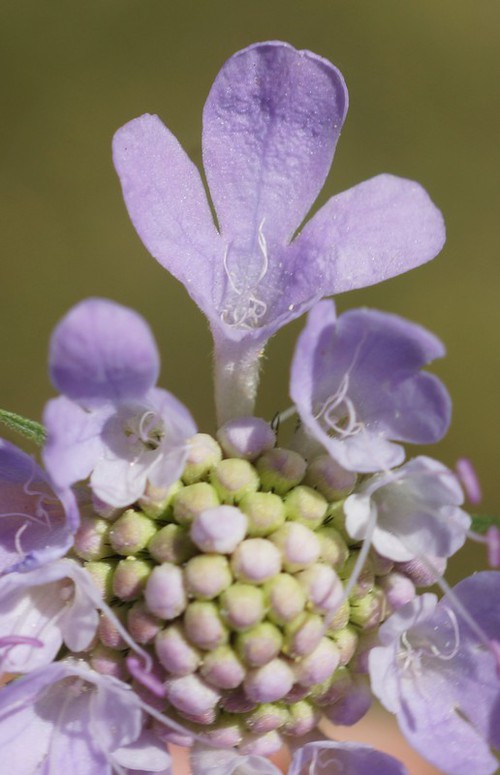 détail fleur