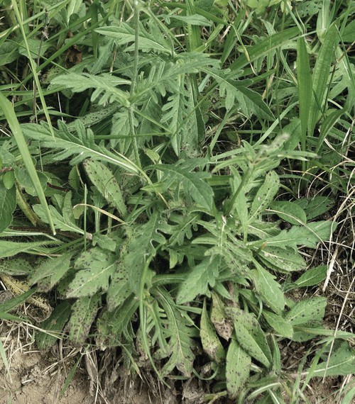 feuille