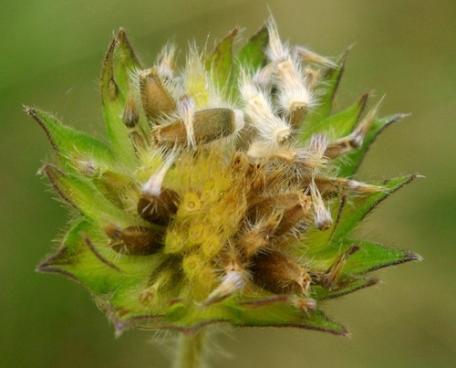 fruit