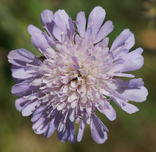 inflorescence