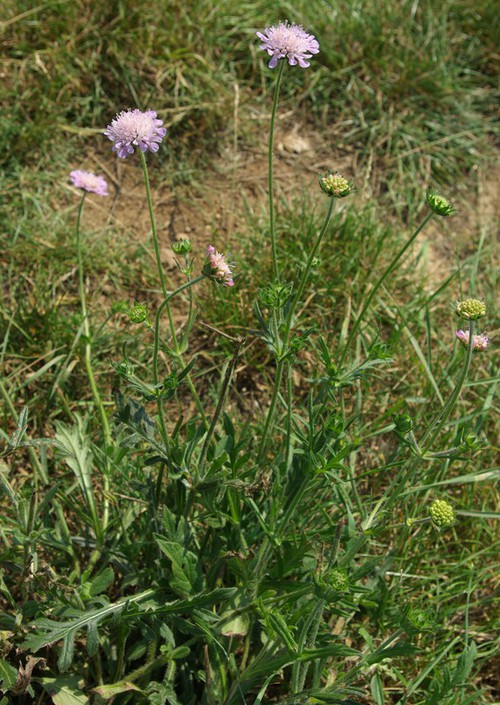 Plante entière